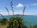 Rangitoto flax landscape